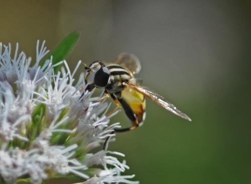 Helophilus trivittatus